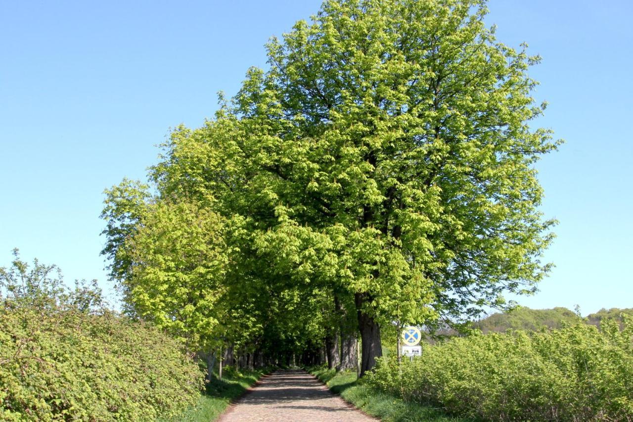 Viel Natur, Idyllische Umgebung, Ruhige Lage - Ferienpark Neddesitz Fewo 299 Esterno foto